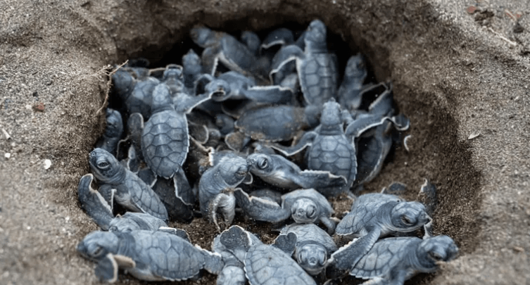 Clima y naturaleza: los seis logros que marcaron el lado positivo de&nbsp;2025