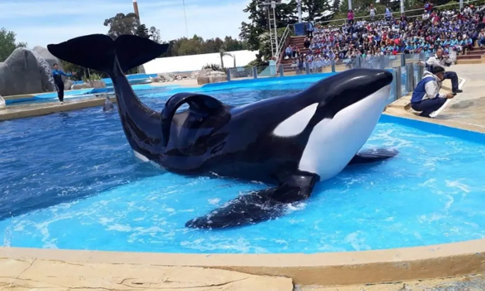 Luto en la costa: conmoción por la muerte de Kshamenk, la orca&nbsp;rescatada