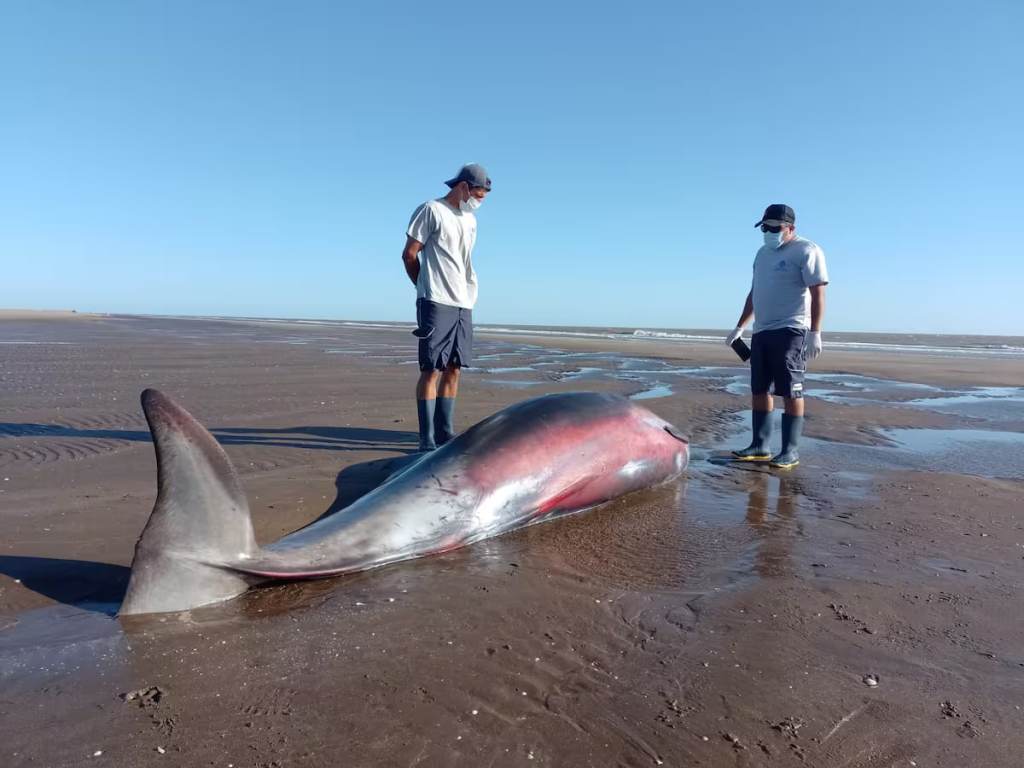 Apareció un cetáceo inusual en la costa de San Clemente del Tuyú y activó un operativo&nbsp;especial