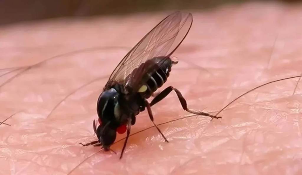 Mosca negra: por qué el barigüí aparece con fuerza en territorio&nbsp;bonaerense